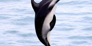 Gansbaai Wonders van Nieu Seelandse Kuslyn 4